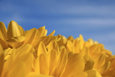 Close-up of yellow flowers against sky