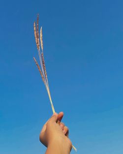 Low angle view of hand holding plant against clear blue sky