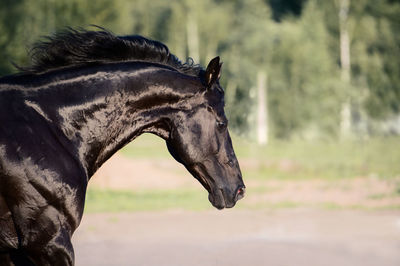 Black horse standing on land