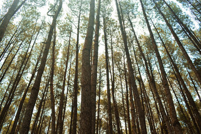 Low angle view of bamboo trees in forest