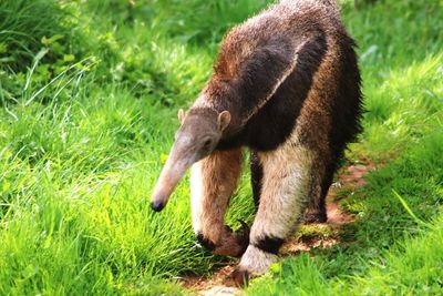 Elephant on field