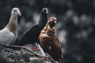 Close-up of birds perching on leaf