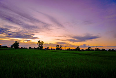 Scenic view of agricultural field against sky during sunset