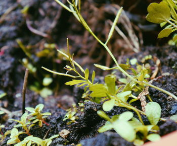 Close-up of plants growing outdoors