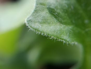 Close-up of plant leaves