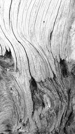 Full frame shot of tree trunk