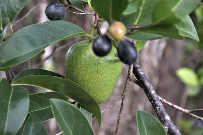 Close-up of fruit growing on tree