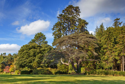 Trees on landscape against sky