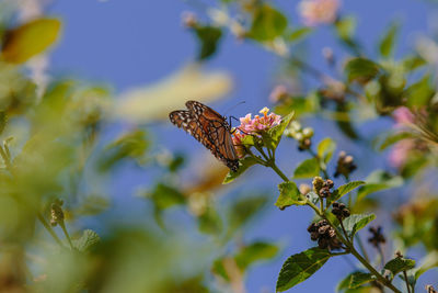 Close-up of butterfly pollinating on flower