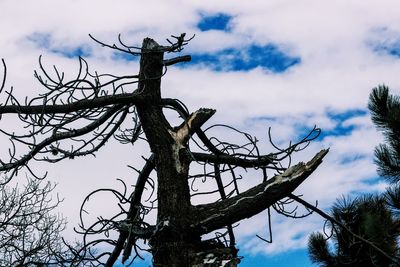 Low angle view of bird perching on tree against sky