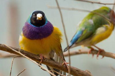 Close-up of bird perching on branch