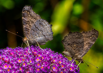 Close-up of butterfly perching on purple flower