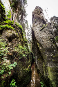 Low angle view of moss growing on rock