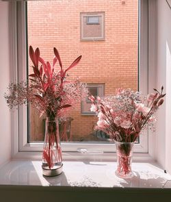 Potted plant on window