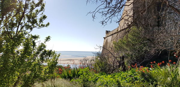 Plants by sea against sky