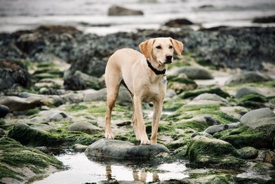 Dog standing on rock at beach