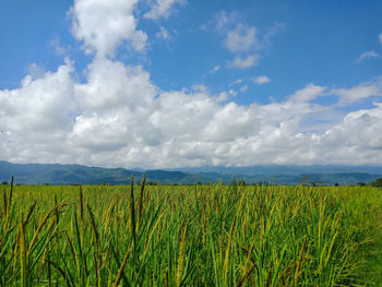 Scenic view of agricultural field against sky