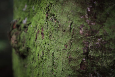 Close-up of moss on tree trunk