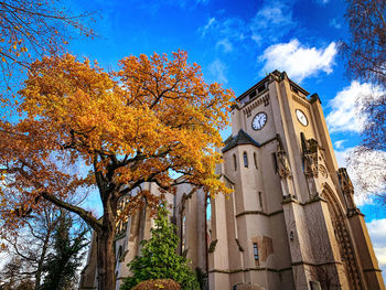 Low angle view of old oak and church ruin 