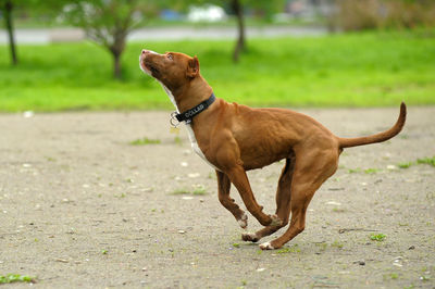 Side view of dog looking away on field