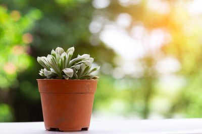 Close-up of potted plant on table