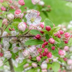 Close-up of pink flowering plants