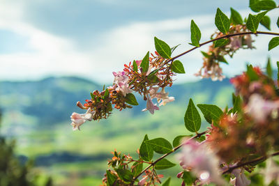 Close-up of flowering plant