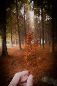 Close-up of hand holding plant