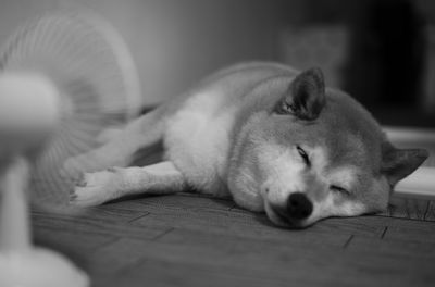 Close-up of a dog sleeping