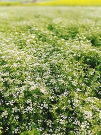 View of flowering plants on field