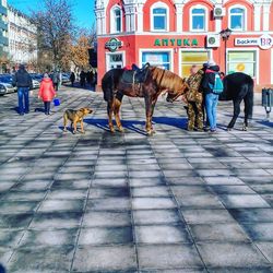 domestic animals