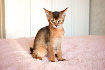 Portrait of abyssinian cat