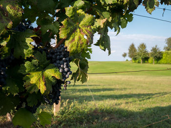 Close-up of grapes growing in vineyard