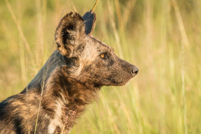 Wild dog standing on field