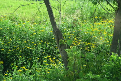 View of flowering plants on field