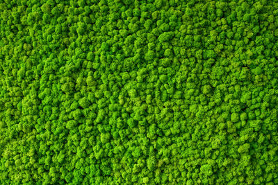 Full frame shot of green plants