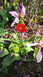 Close up of flowers