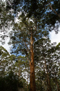 Low angle view of trees in forest