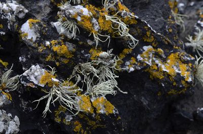 Close-up of lichen growing on rock