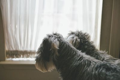 Close-up of dog looking at window