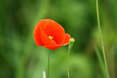 Close-up of red poppy