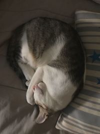 Close-up of cat sleeping at home