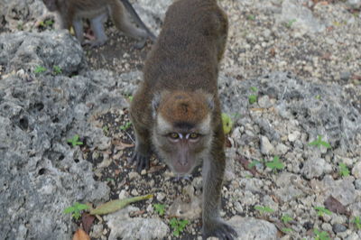 Portrait of monkey walking on ground