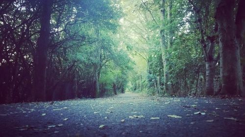 Trees in forest during autumn