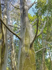 Low angle view of trees growing in forest