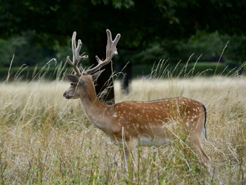 Deer in a field