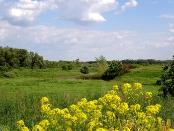 Scenic view of field against sky