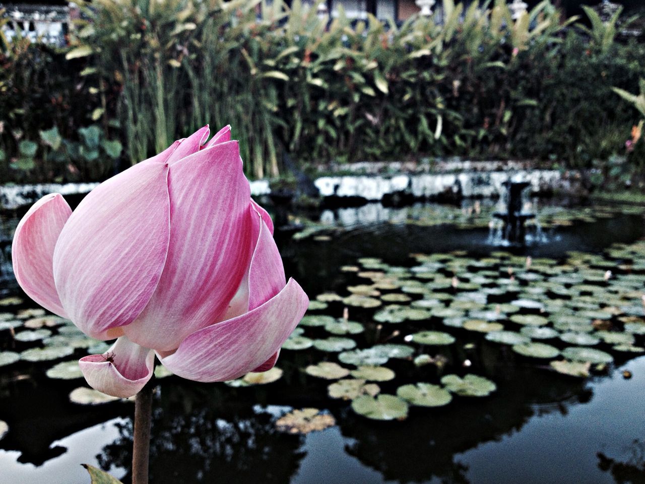 flower, petal, fragility, pink color, freshness, flower head, water, beauty in nature, nature, focus on foreground, single flower, close-up, growth, blooming, leaf, water lily, stem, plant, pond, blossom