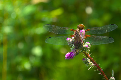 Close-up of insect on purple flower