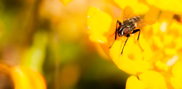 Close-up of fly perching on flower